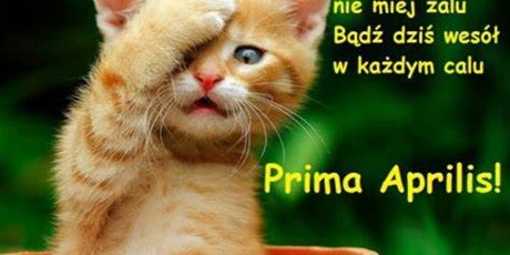 Powiększ grafikę: Obraz rudego kotka na zielonym tle , który zasłania łapką pyszczek. Obok napis "bądź dziś wesół w każdym calu"